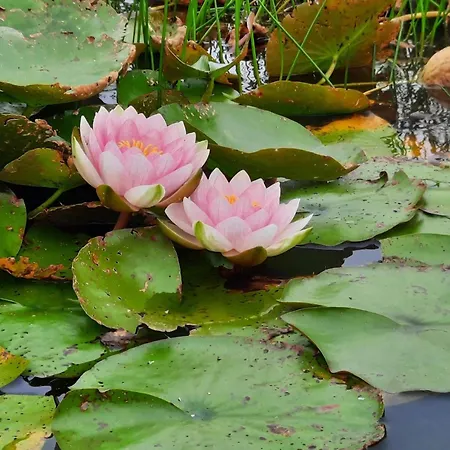 Dom wakacyjny 6 Person In Henne-by Traum Henne Strand